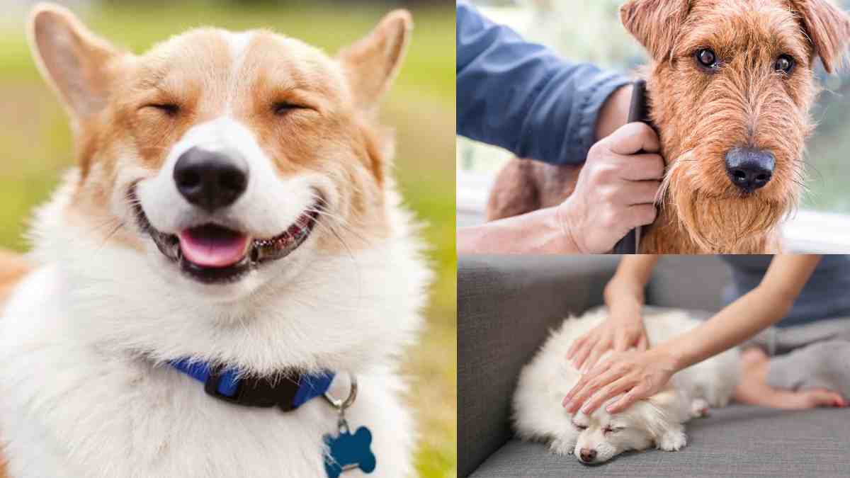 Tips Mencegah Bulu Anjing Rontok