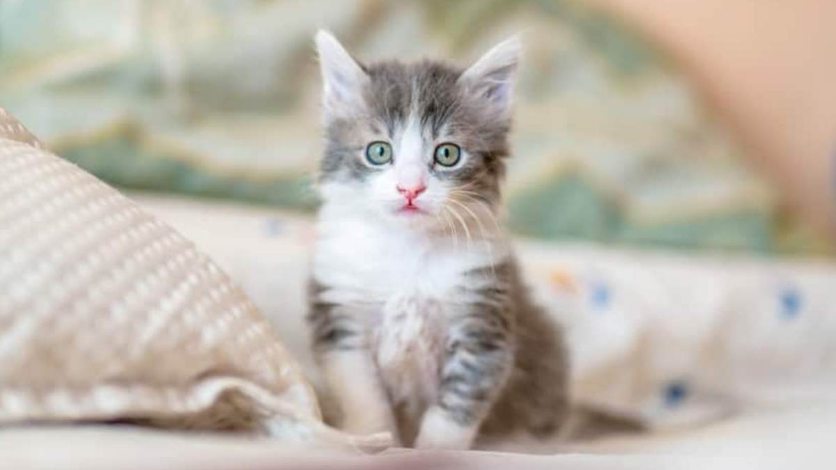 Tips Merawat Anak Kucing Tanpa Induk