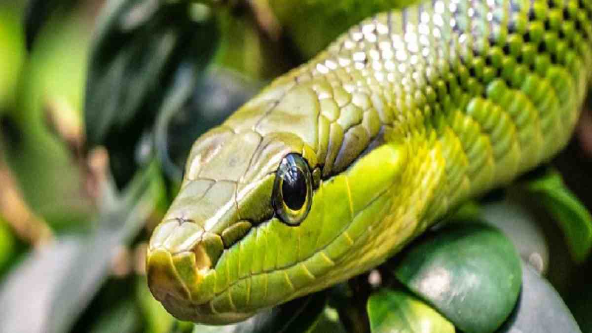 Tips memelihara ular