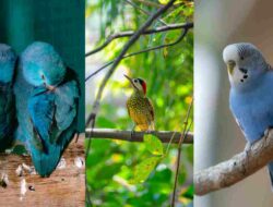 Cara Memilih Burung Lovebird yang Berkualitas