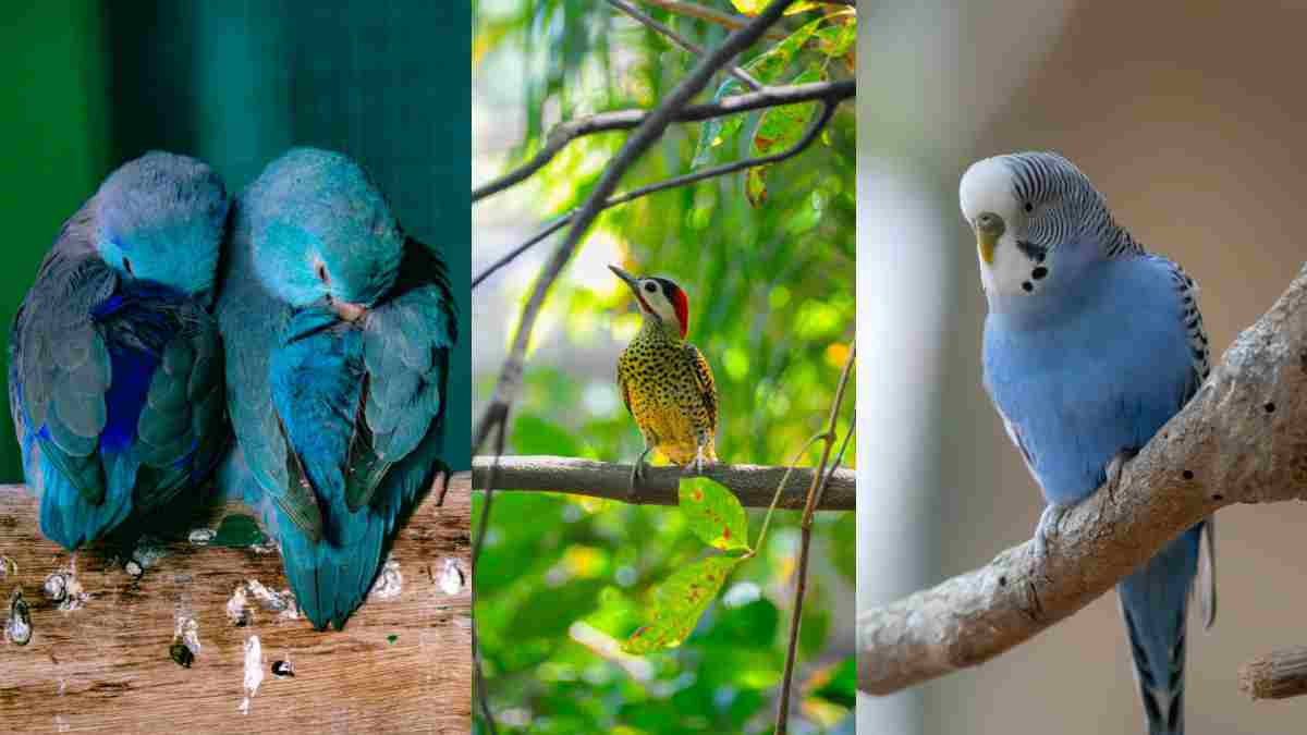 Cara Memilih Burung Lovebird yang Berkualitas