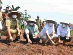 Kemenkop UKM Kembangkan Kacang Koro Pedang Seluas 866 Hektare di Sumedang