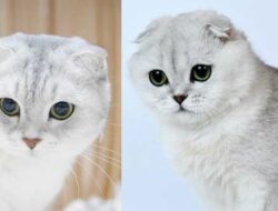 Kucing Scottish Fold, Kenali Cirinya Sebelum Adopsi