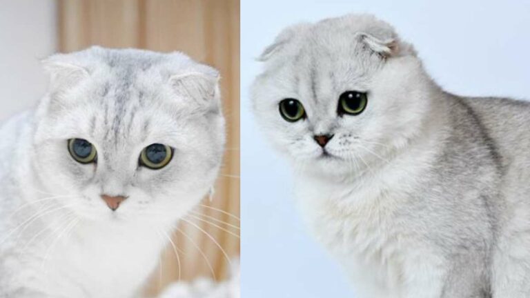 Kucing Scottish Fold, Kenali Cirinya Sebelum Adopsi - ruber.id