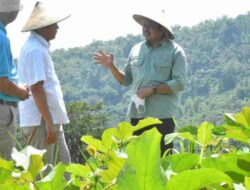 Sumedang Jadi Role Model Pengembangan Kacang Koro Pedang