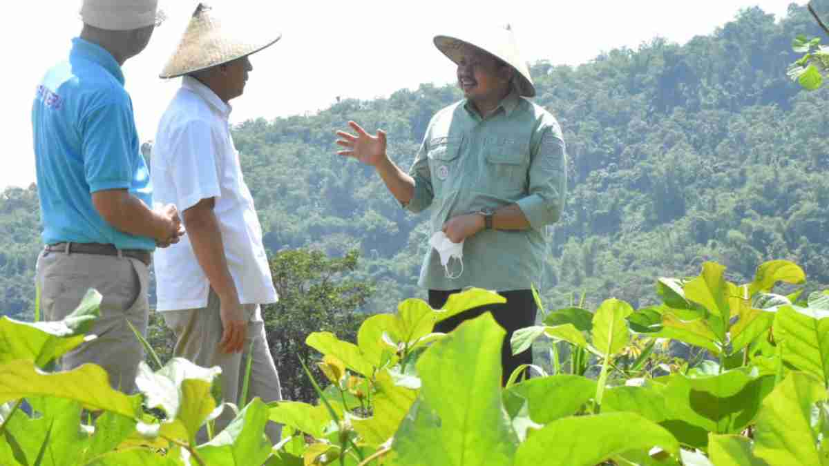 Sumedang Jadi Role Model Pengembangan Kacang Koro Pedang