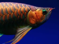 Tips Memelihara Ikan Arwana