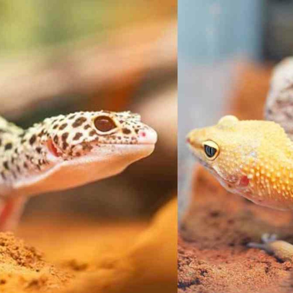 Tips Memelihara Leopard Gecko