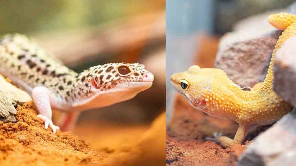 Tips Memelihara Leopard Gecko