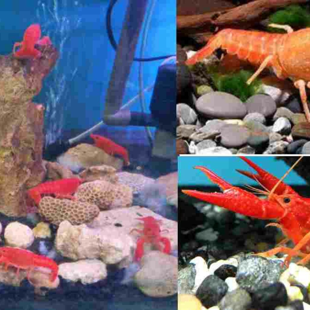 Tips Memelihara Lobster di Akuarium