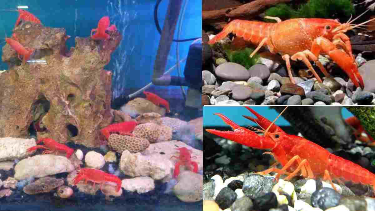 Tips Memelihara Lobster di Aquarium