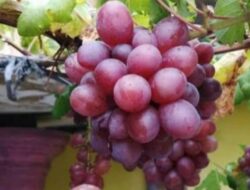 5 Jenis Anggur Bakal Dikembangkan di Pangandaran