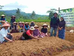 Kelompok Tani Situhiang di Pangandaran Tanam Kencur