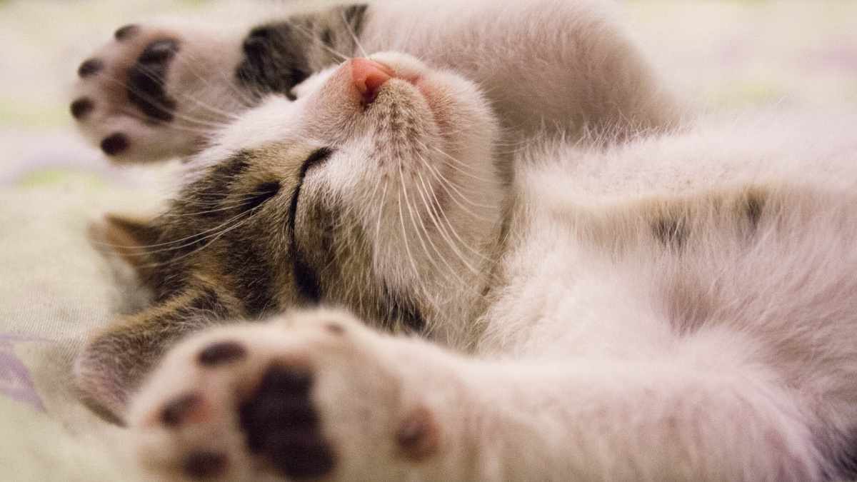 Ciri Kucing Cacingan dan Cara Mencegahnya