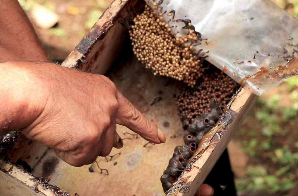 Melihat Potensi Budidaya Lebah Madu Teuweul Asli Sumedang