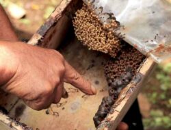 Melihat Potensi Budidaya Lebah Madu Teuweul Asli Sumedang