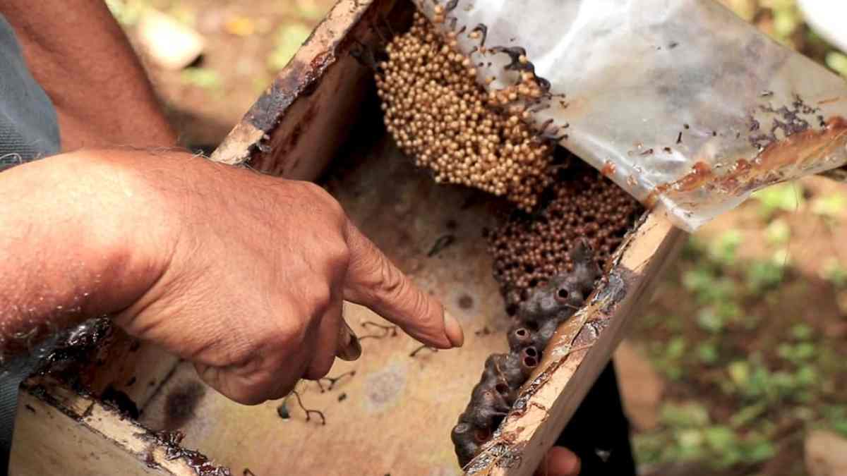 Melihat Potensi Budidaya Lebah Madu Teuweul Asli Sumedang