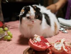 Mengenal Berbagai Jenis Makanan Kucing
