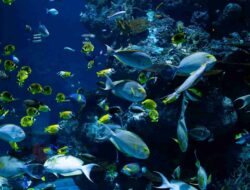 Tips Memelihara Ikan Hias Air Laut di Akuarium, Perhatikan Hal Penting Ini
