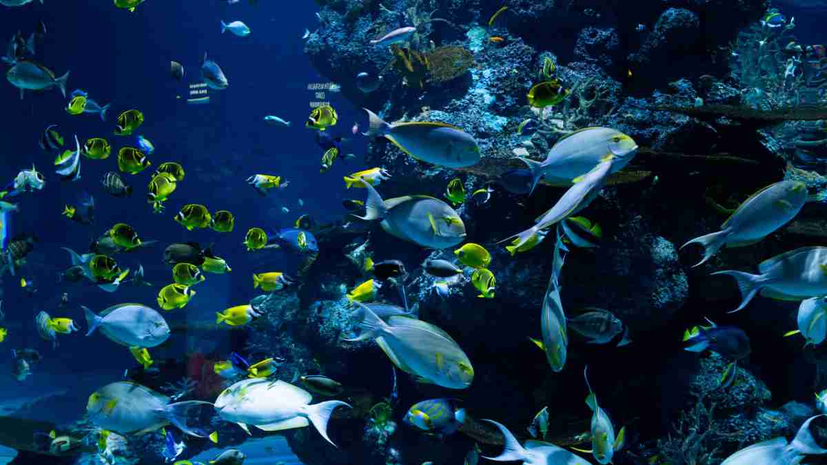 Tips Memelihara Ikan Hias Air Laut di Akuarium