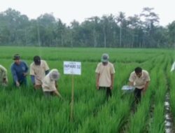 Program Pengembangan Benih Unggul Padi di Pangandaran Berhasil