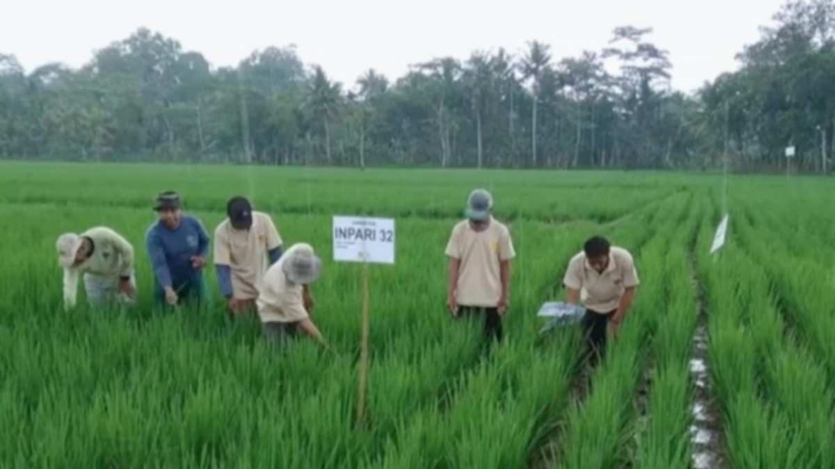 benih unggul padi