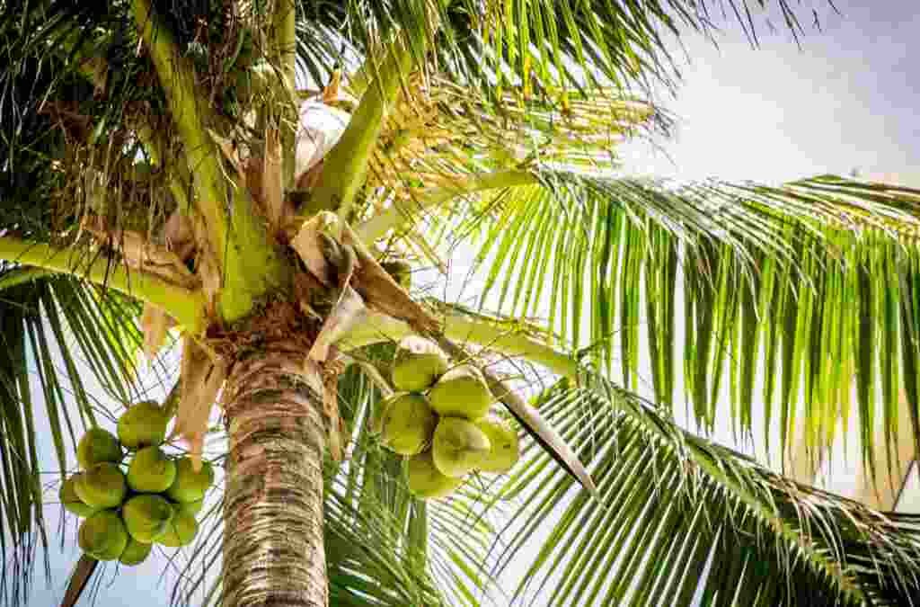 buah kelapa