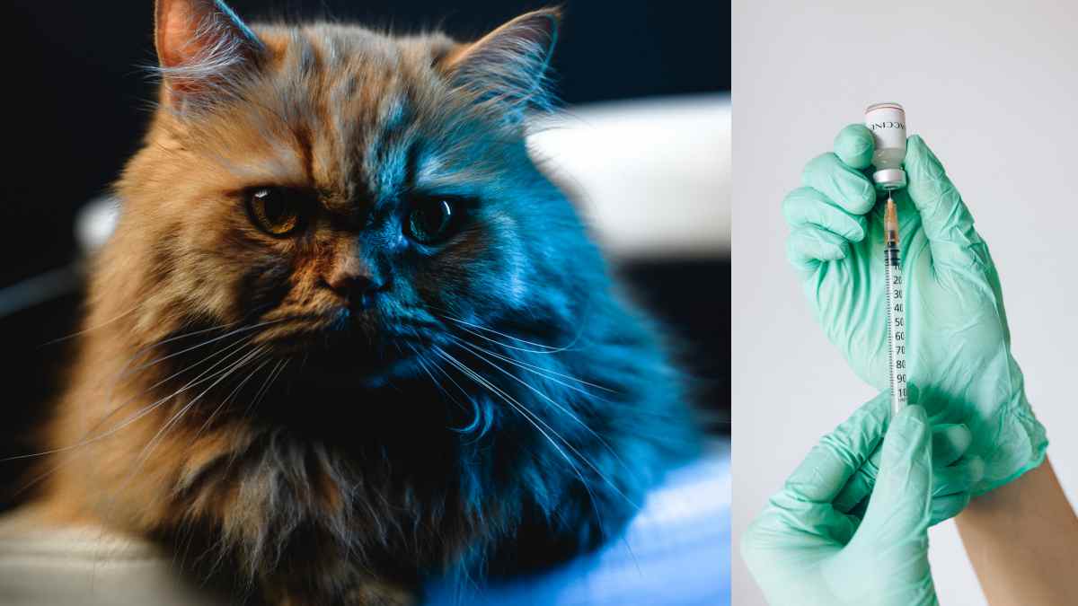 Berbagai Jenis Vaksin untuk Kucing