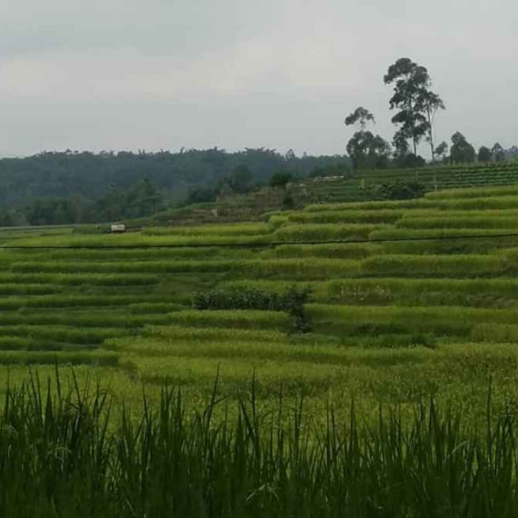 Pasir Ciung, Kemping sambil Agrowisata di Dataran Tinggi Garut