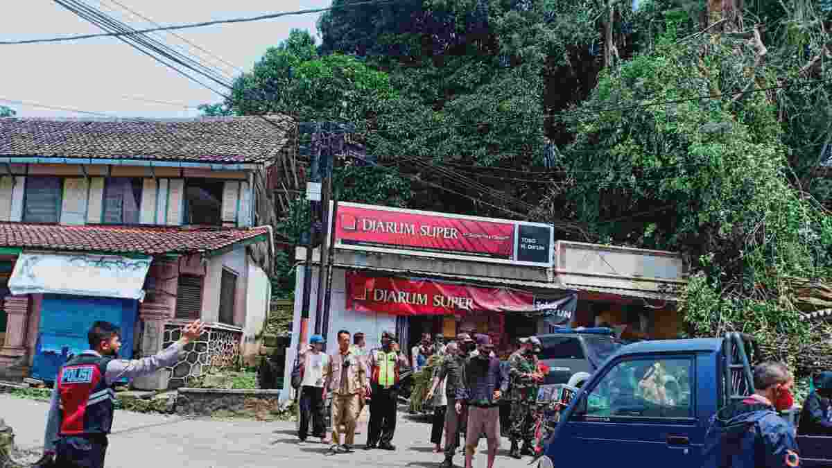 Pohon Beringin Ratusan Tahun Tumbang di Rancakalong Sumedang