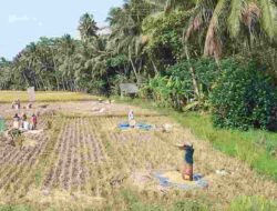 Dari 16.700 Hektare Sawah di Pangandaran, 50 Hektare yang Gagal Panen