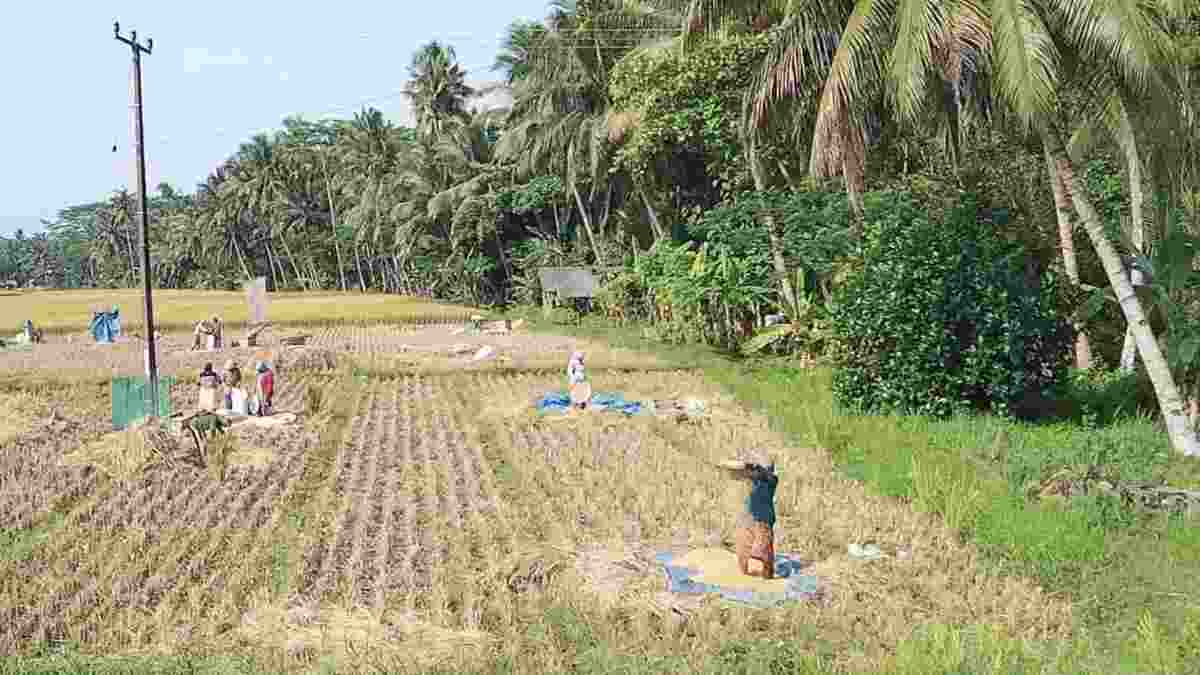 sawah pangandaran