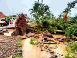 Dua Pohon Tumbang Timpa 3 Warga yang Sedang Berteduh di Cisitu Sumedang