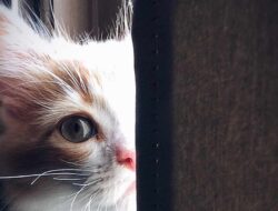 Dipercaya Orang Jepang, Ini 4 Tanda Kucing saat Lihat Hantu