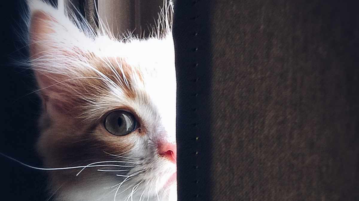 Dipercaya Orang Jepang, Ini 4 Tanda Kucing saat Lihat Hantu