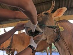 Puluhan Ekor Sapi di Pangandaran Alami Gejala PMK, Dinas Pertanian Tunggu Hasil Uji Laboratorium