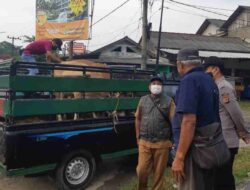 Gejala PMK pada Sapi di Pangandaran Disinyalir Berasal dari Jateng