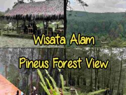 Pineus Forest View, Wisata Alam Kekinian di Tasikmalaya