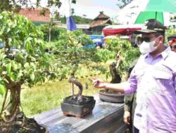 Desa Citimun Sumedang Peringati Milangkala dengan Pameran Bonsai