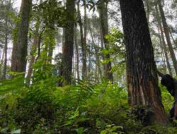 Digantung BBKSDA Jabar, Ratusan Penyadap Getah Pinus di Sumedang Nganggur