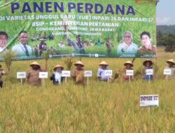 Padi Inpari 37 Cocok Ditanam di Conggeang Sumedang