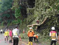 Pohon Tua Tumbang di Cadas Pangeran Sumedang, Arus Lalu Lintas Macet