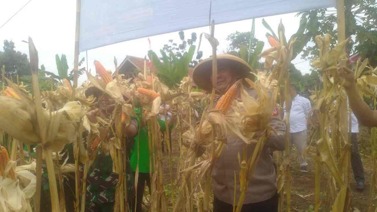 Polres Sumedang, Kodim 0610 dan Yonif 301 Panen Jagung Hybrida