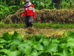 Pemkab Sumedang Petakan Sentra Industri Tembakau