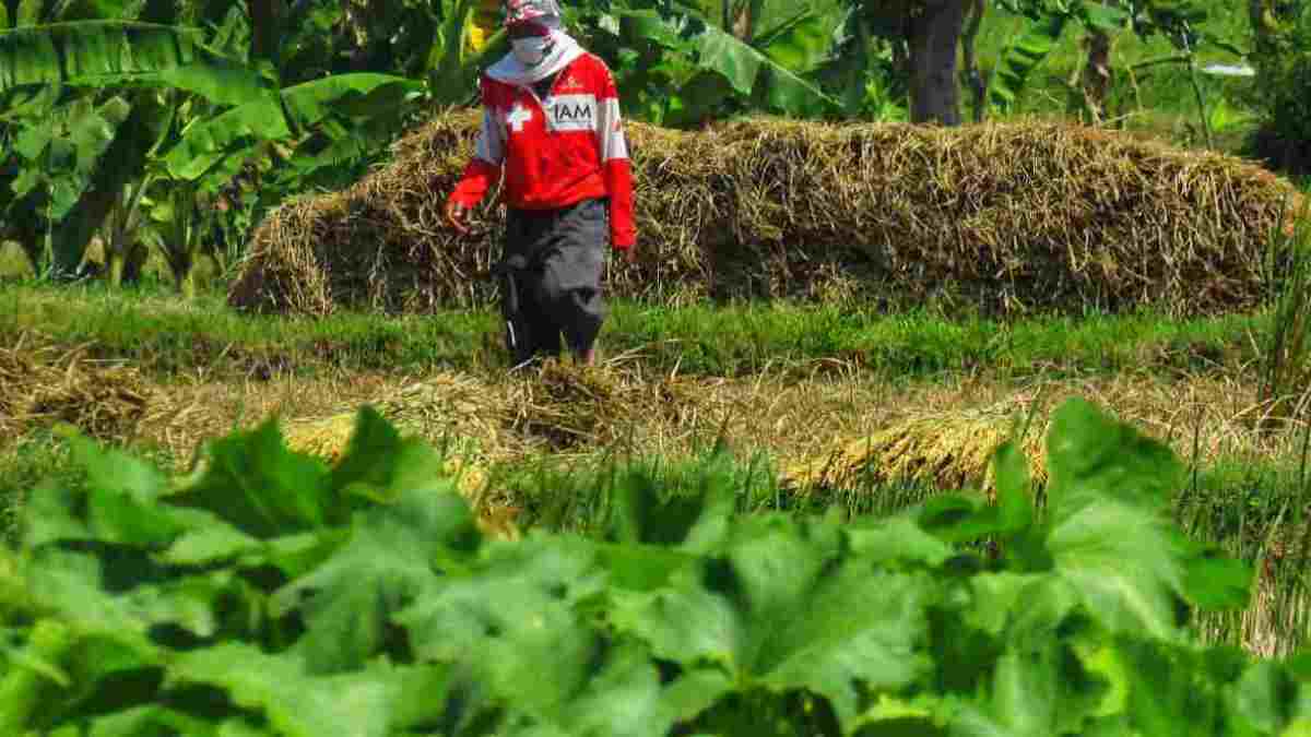 Pemkab Sumedang Petakan Sentra Industri Tembakau