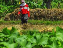 Tembakau Jadi Pilihan Unggulan Petani di Jatigede Sumedang saat Kemarau