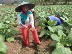 Dorong Industri Tembakau, Pemkab Sumedang Melangkah ke Dunia Digital