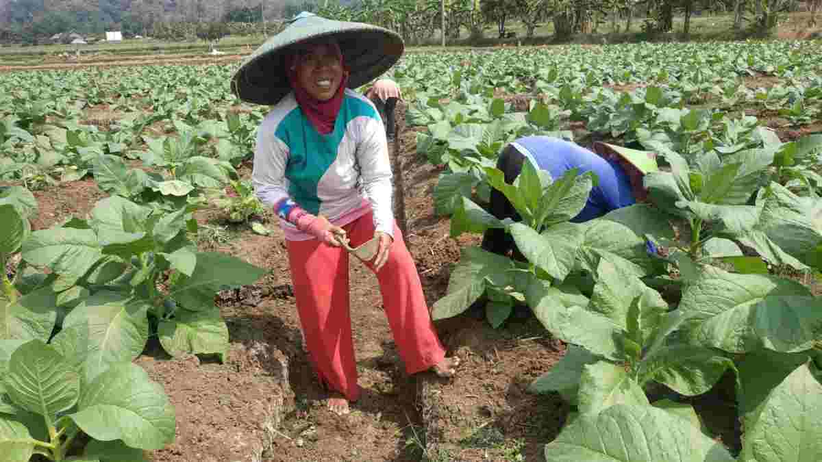 Dorong Pengembangan Usaha Tembakau di Sumedang