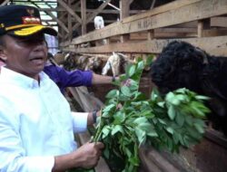 Pj Bupati Sumedang Temui Kelompok Ternak Kambing Mekar Jaya Desa Jambu