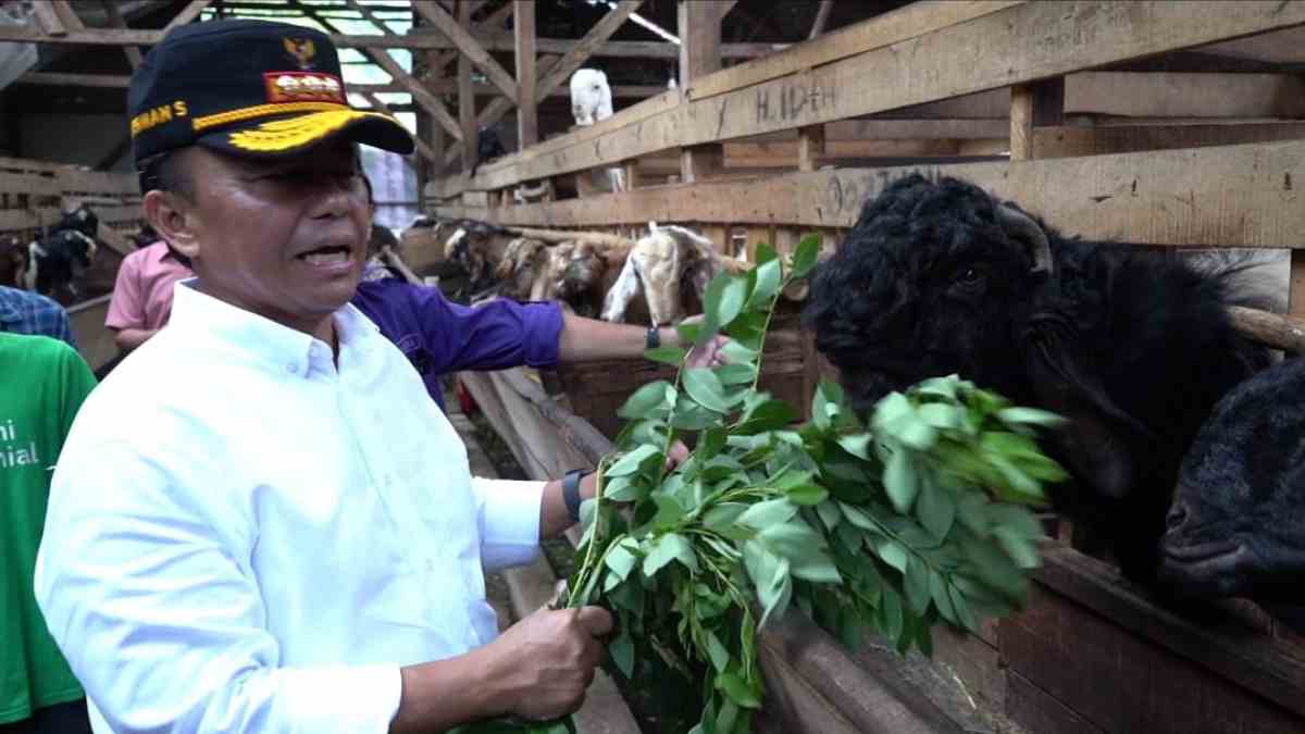 Kelompok Ternak Kambing Mekar Jaya Desa Jambu